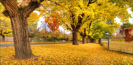 Beechworth - VIC T (PBH3 00 34576)